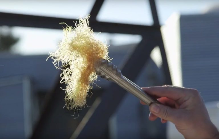 Taste the waste: salmon belly tamales