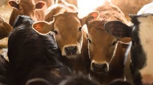 Smith’s Dairy Sustainability