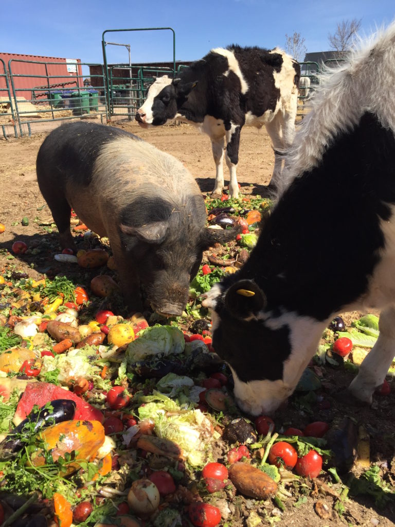 Galloping Grace Youth Ranch’s (GGYR) Food Recovery Program