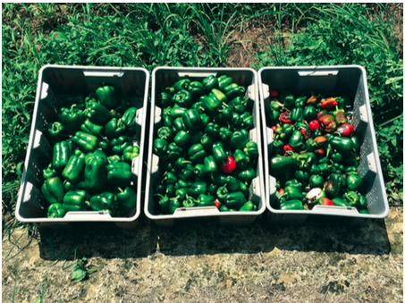 How to Determine the Potential to Increase Vegetable Yield through Estimating and Reducing Field Losses